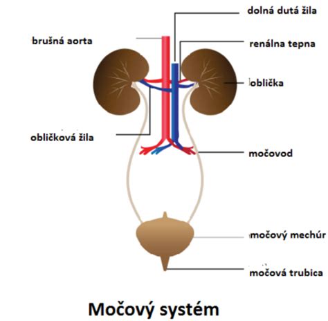 Ilustrácia ženského močového systému s vyznačením močovej trubice a močového mechúra.