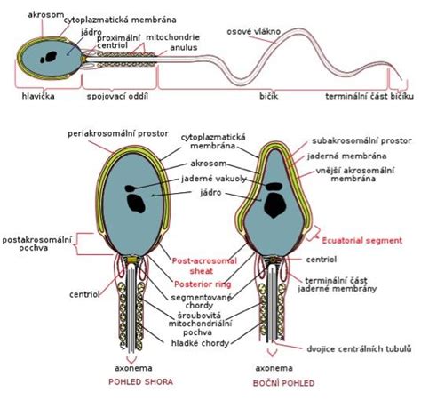 Spermia v blízkosti vajíčka pred oplodnením