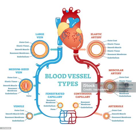 anatomický diagram vpadnutého hrudníka