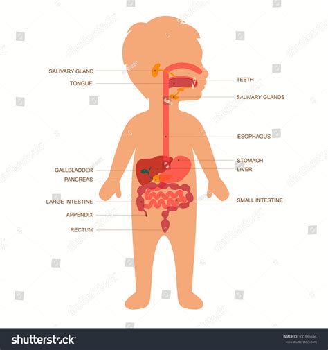 Diagram of infant digestive system