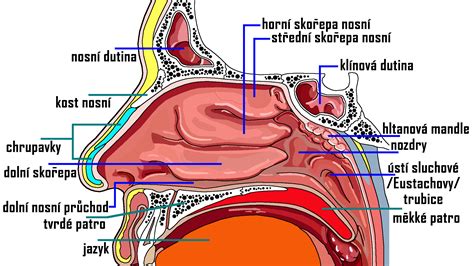 Ilustrácia nosovej mandle