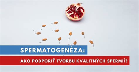 Spermatogenéza - tvorba spermií