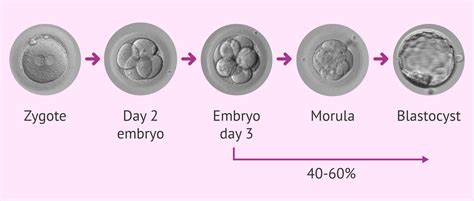 Stádiá raného embryonálneho vývinu: zygota, morula, blastocysta