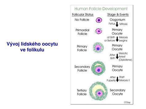Detailný diagram ovulácie a uvoľnenia oocytu z folikulu