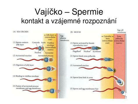 Mikroskopický snímok ľudského vajíčka a spermií