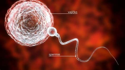 Porovnanie životnosti spermií a vajíčka
