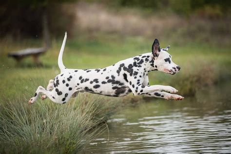 Dalmatínec pri agility tréningu