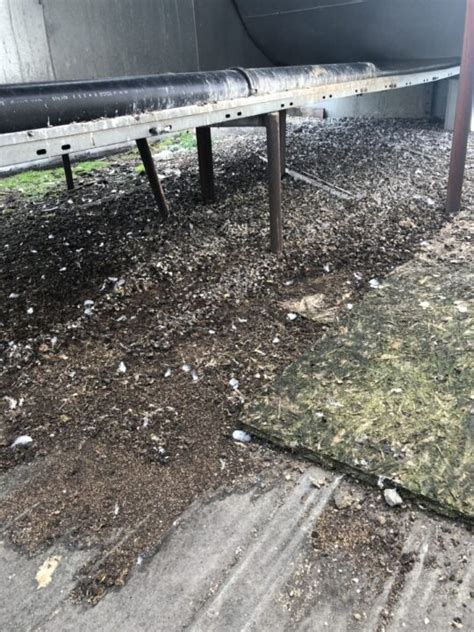 Deštruktívne účinky holubieho trusu na kameň