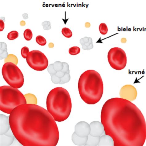 Zloženie krvi - červené krvinky, biele krvinky, krvné doštičky, plazma