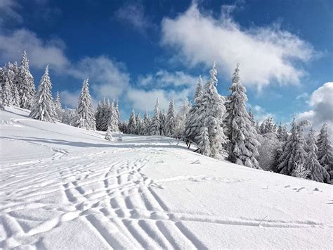 Zasnežená zimná krajina s jedľou