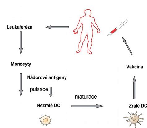 Schéma pôsobenia vakcíny