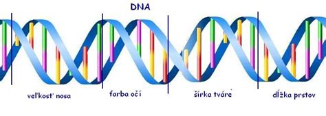 DNA a genetická informácia