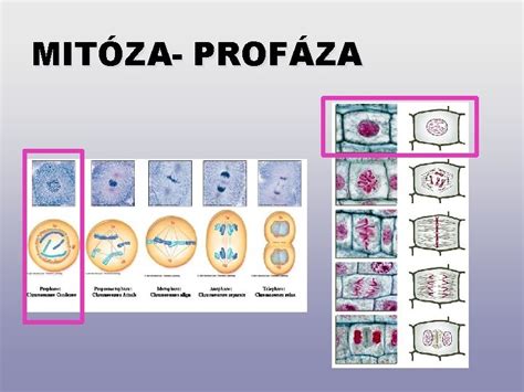 Fázy mitózy (profáza, metafáza, anafáza, telofáza)