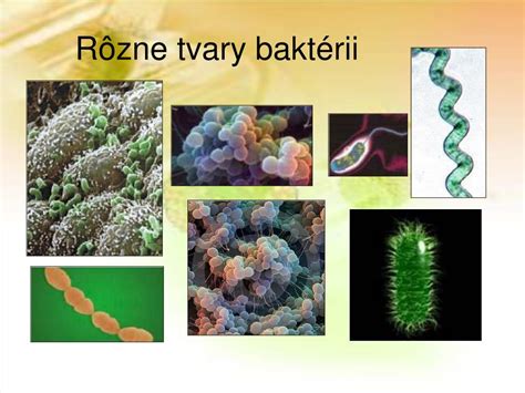 Rôzne typy dýhy a ich štruktúra