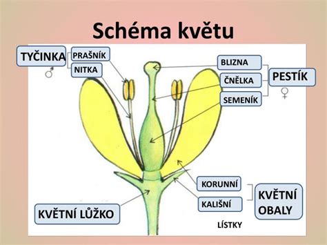 Stred organzoveho kvetu s tyčinkami