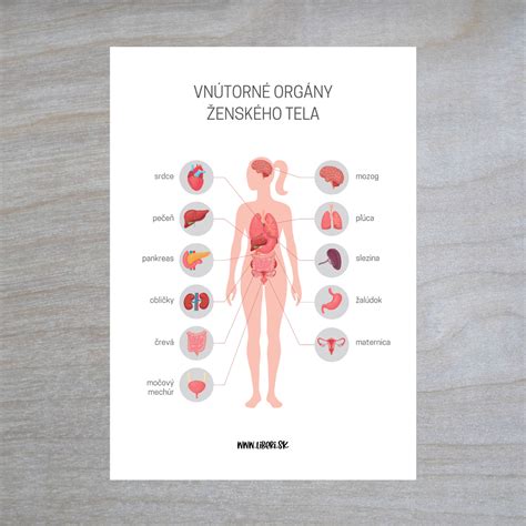 Infografika zobrazujúca rôzne orgány súvisiace s dýchavičnosťou