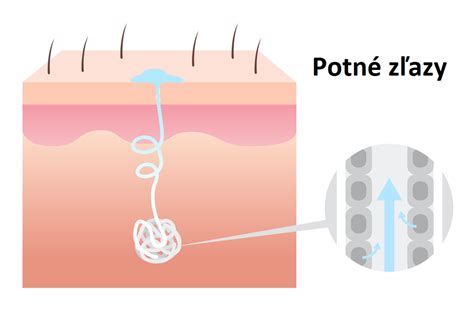 Zloženie potu a potné žľazy