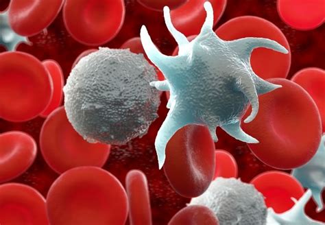 Ilustrácia ľudského imunitného systému s rôznymi typmi bielych krviniek