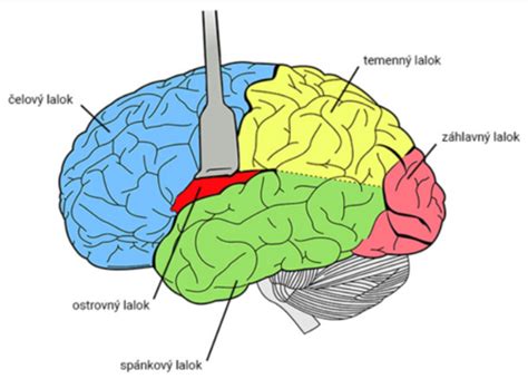 Ilustrácia ľudského mozgu s prepojeniami