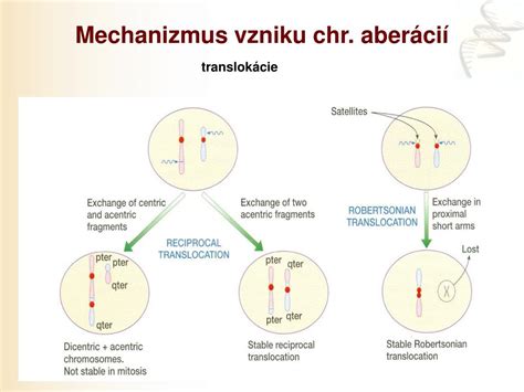 Mechanizmus vzniku potravinovej alergie