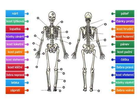 Diagram ľudskej kostry so zvýraznenými dlhými kosťami