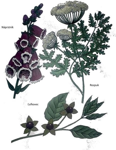 Ilustrácia jedovatých rastlín