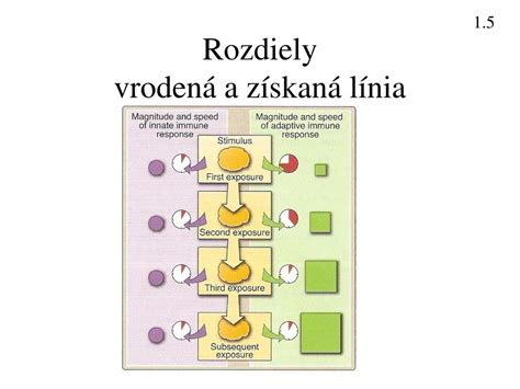 Vrodená a získaná fimóza
