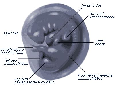 ultrazvukové zobrazenie embrya a plodu
