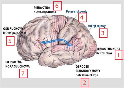 Diagram mozgu znázorňujúci rozdiely vo fungovaní introvertného a extrovertného mozgu