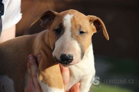 portrét dospelého anglického bulteriéra s typickým vajcovitým tvarom hlavy