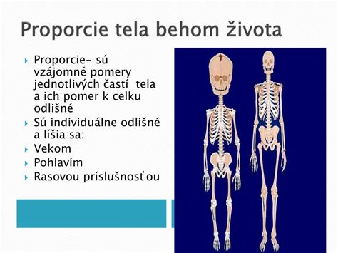 diagram znázorňujúci anatomické znaky bulteriéra a proporcie jeho tela