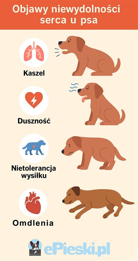 Infografika: Funkcie pečene u psa