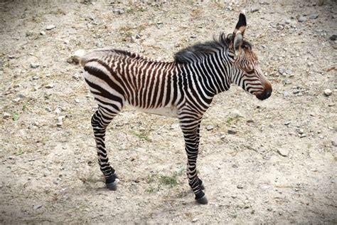 Zebra Hartmannovej v prírode