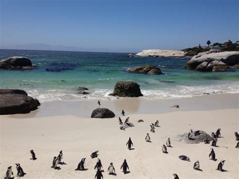 africké tučniaky na pláži Boulders Beach pri Kapskom Meste