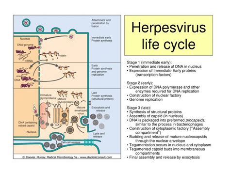 Herpes simplex lifecycle diagram