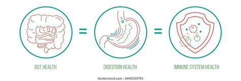Immune system and gut connection infographic