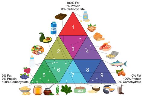 Food pyramid with Lysine/Arginine content