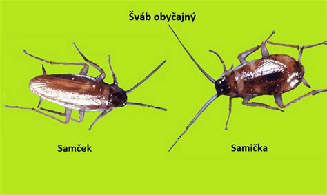 Hmyz aktívny v noci v blízkosti ľudského lôžka