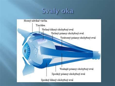 anatomia oka a svaly dúhovky