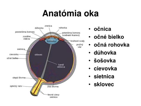 Zjednodušená anatómia oka a spojivka