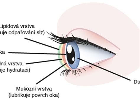 Ilustrácia ľudského oka s detailným zobrazením slzného filmu