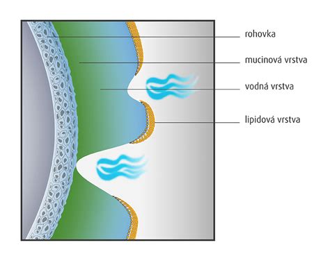 Infografika zobrazujúca vrstvy slzného filmu a ich funkcie