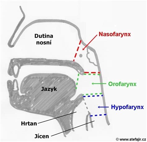 Detailná schéma mandlí a hltanu