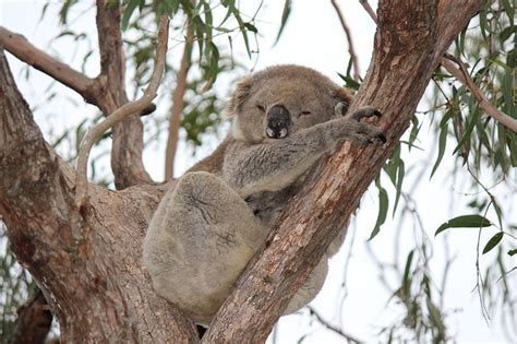 Koala na eukalyptovom strome