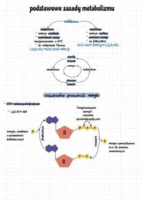 Schéma spomaleného metabolizmu a adaptívnej termogenézy