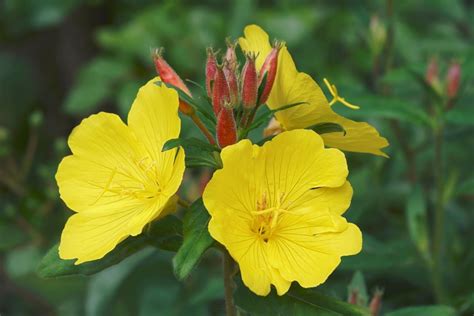 Pupalka dvojročná (Oenothera biennis)