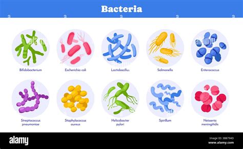 Microorganisms on towels diagram