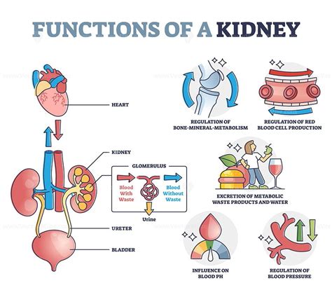Kidney function diagram