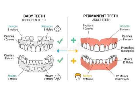 Comparison of milk teeth and permanent teeth structure