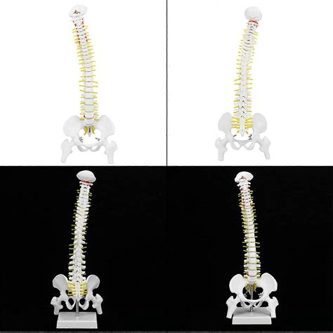 Biologický model dojčenia (pololežmá poloha)